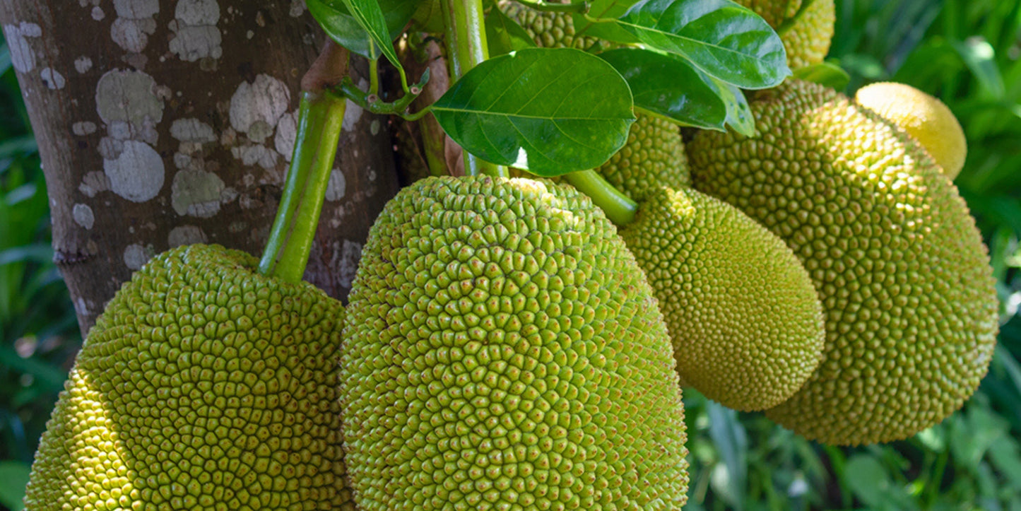 Dojrzaly jackfruit rosnacy na drzewie w tropikach, zielony chlebowiec na plantacji w Sri Lance, naturalny owoc egzotyczny BIO