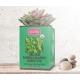 ORGANIC MOROCCAN MINT GREEN TEA - w saszetkach 50 x 1,5 g
