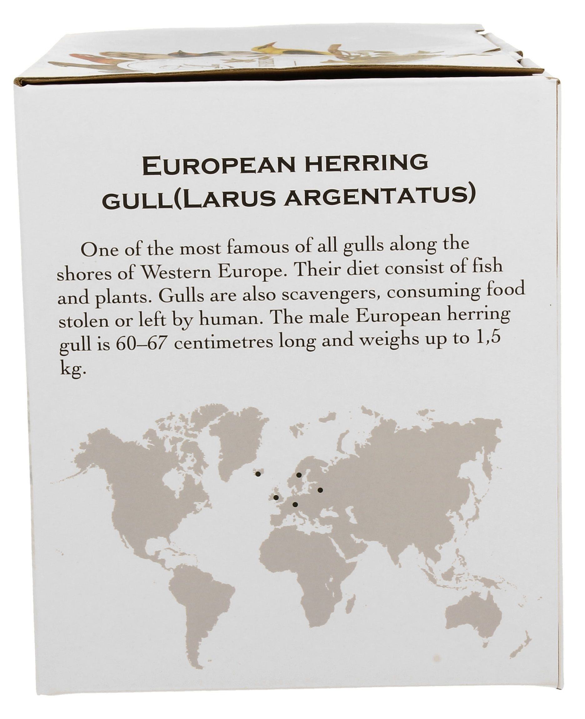 Opis pudełka z mewą srebrzystą i mapą występowania